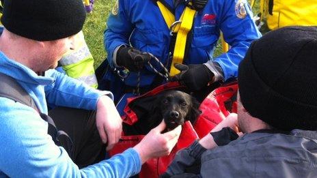 Call to protect dogs near Dorset's cliffs - BBC News