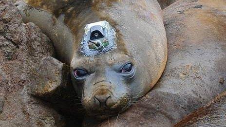 Tagged elephant seal