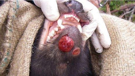 Lesion on a Tasmanian devil (Image courtesy of Save the Tasmanian Devil Program)