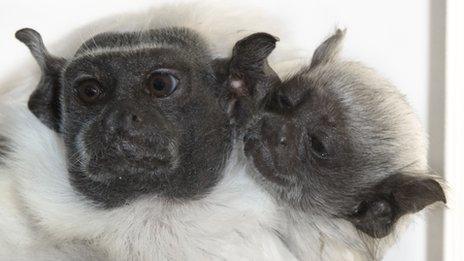 Adult and young pied tamarin