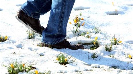 Crocuses push their way through snow on the banks of the River Chelmer, in Chelmsford, Essex