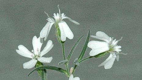 Silene stenophylla (Image: Yashina et al / PNAS)