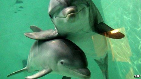 Two dolphins at a zoo in Duisburg, Germany