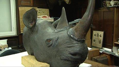 Rhino head at Norwich Castle Museum