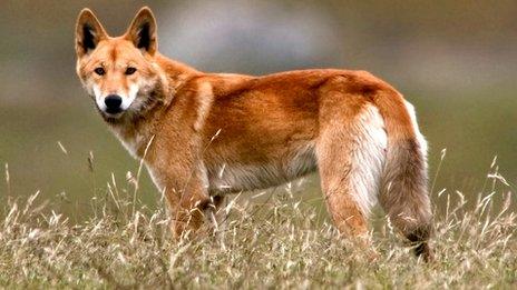 wild dingo puppies