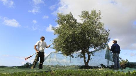 Greek olive farmers planting tree
