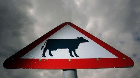 Cow crossing road sign