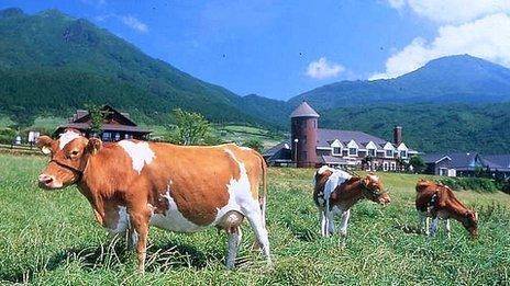 Guernsey cows in Japan