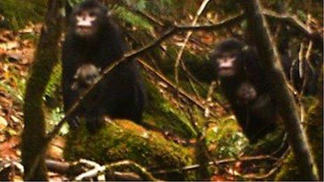 Burmese snub-nosed monkey photographed by a camera trap