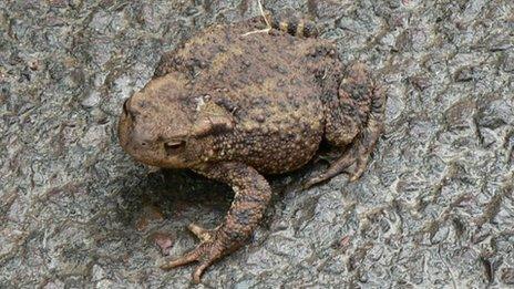 A toad on a road
