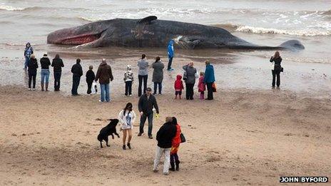 Skegness whale