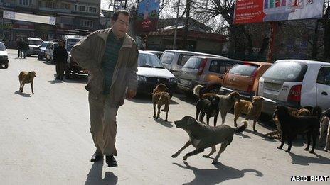 Stray dogs in Srinagar