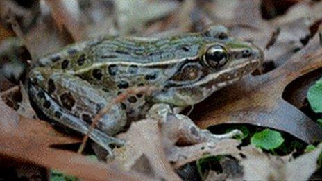 The new species of Leopard Frog