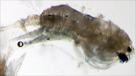 Anomalocera ornata copepod viewed under the microscope
