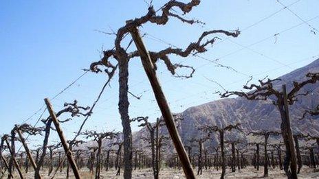 Dry vineyard