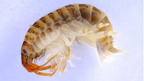 Dikerogammarus villosus, known as 'killer' shrimp (Photo: Environment Agency)