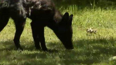 Rare black fox spotted in Somerset is back home after escape bid - BBC News