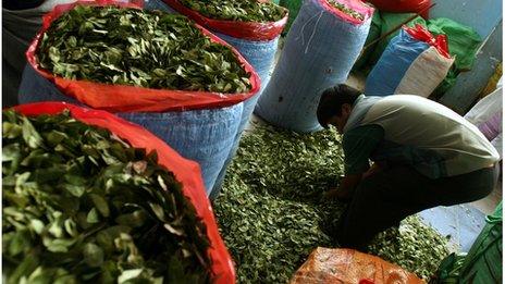 A man fills bags with coca leaves in La Paz, Colombia (file image)