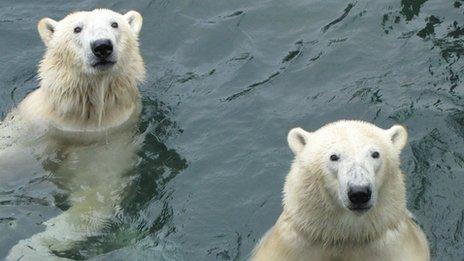 Polar bears Arktos, left, and brother Nanuq