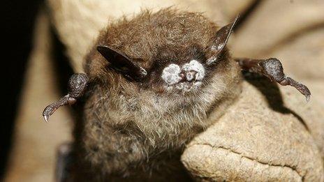 Little brown bat (Image: Ryan von Linden/New York Department of Environmental Conservation)