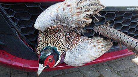 Pheasant stuck in vehicle's front grille