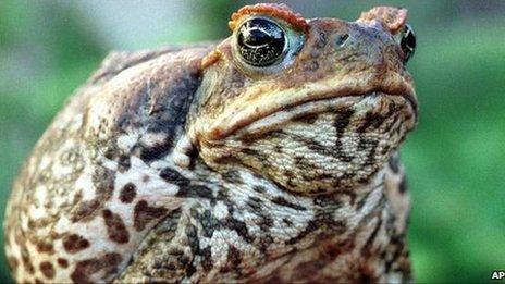 Australian volunteers take part in cane toad cull - BBC News