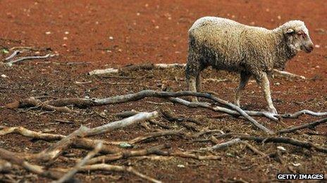 A lamb stands in a dry paddock on the 10,000 acre property owned by the Orr family on January 26, 2010 in Parkes, Australia.