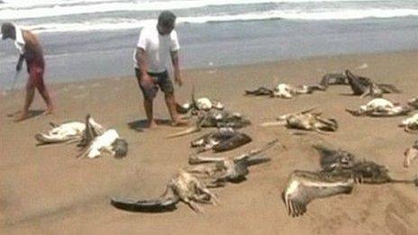 Carcasses of dead pelicans on Peruvian shore