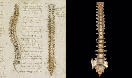 Da Vinci sketch of a spine and a CT image of one