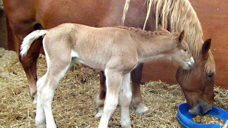 Billy the Suffolk Punch