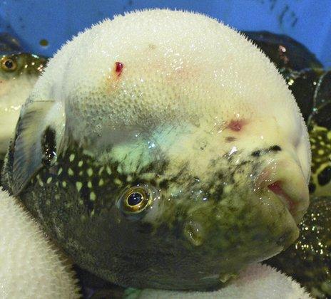 Fugu: The Fish More Poisonous Than Cyanide - Bbc News