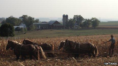 An Amish man using horses to harvest crops