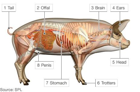 Internal Parts Of A Pig