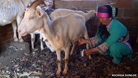 Luo Wenzhi milking a goat