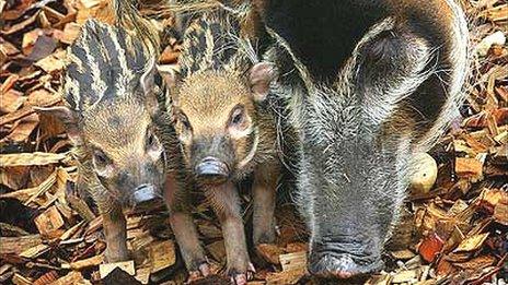 Red river hogs