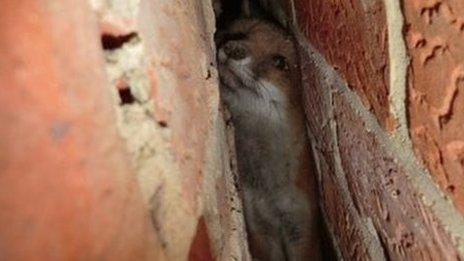 Emsworth fox cub freed from narrow garage cavity - BBC News