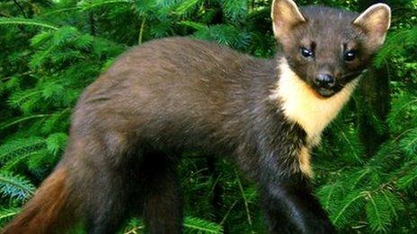 A pine marten