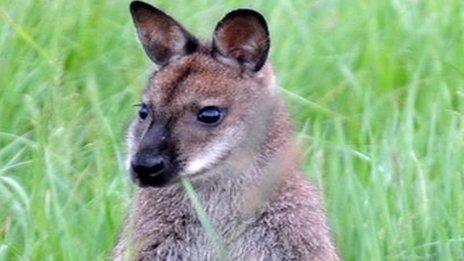 A creature, which looks like a wallaby, has been discovered near Dungannon
