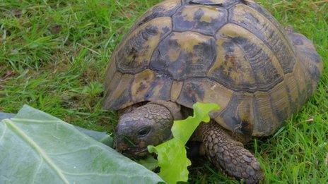 Dumfries and Galloway speedy tortoise escapes continue - BBC News