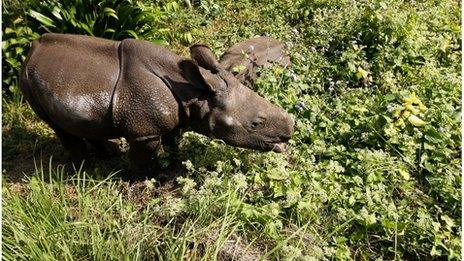 File photo of a one-horned rhinoceros cub in Chitwan National Park, some 200km southwest of Kathmandu.