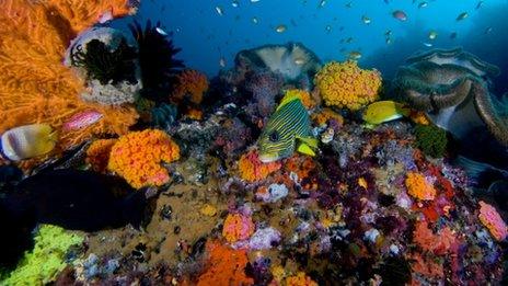 Coral reef scene in Raja Ampat Islands