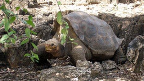 File picture of Lonesome George from 21 July 2008