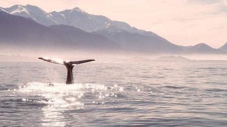 Sperm whale tail breaches at Kaikoura South Island New Zealand