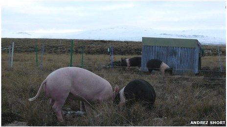 Pigs in field in Falkland Islands