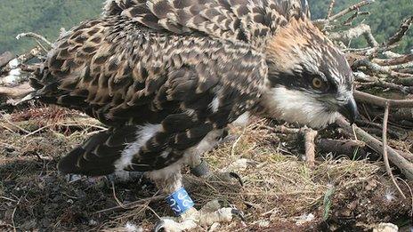 The male chick has been ringed on its right leg with a blue ring marked 2C