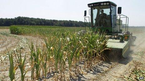 Steve Niedbalski chops down his drought and heat stricken corn for feed 11 July 2012 in Nashville, Illinois