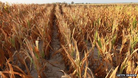 Corn struggle to survive in a drought-stricken farm field near Uniontown, Kentucky 16 July 2012