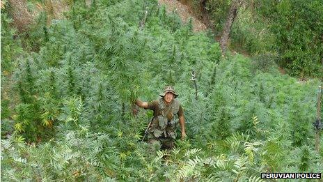 Peruvian police officers pulls out a marijuana plant
