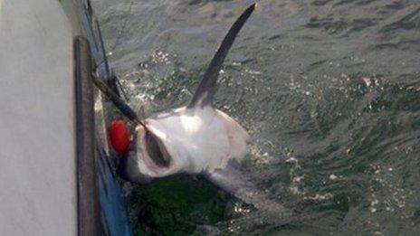 Thresher shark caught off Looe
