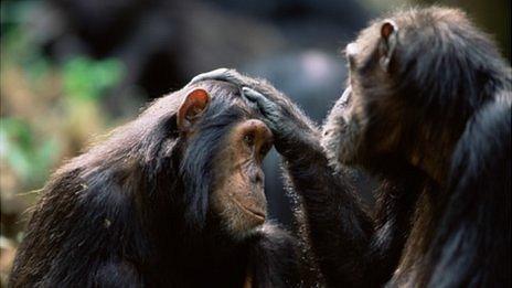 Chimpanzee grooming
